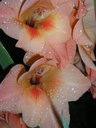 flora283.jpg