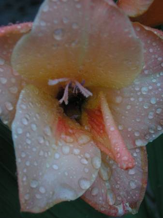 flora284.jpg