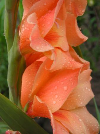 flora285.jpg