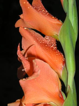 flora286.jpg