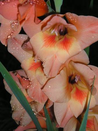 flora287.jpg
