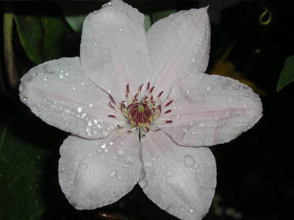 flora288.jpg