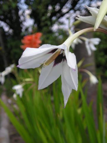 flora29.jpg