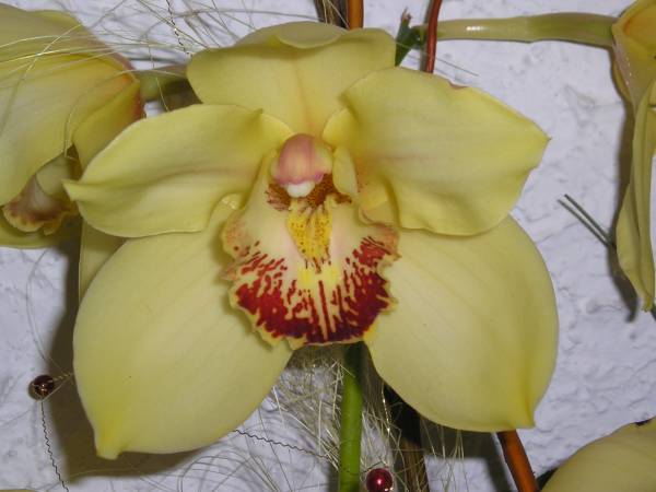 flora290.jpg
