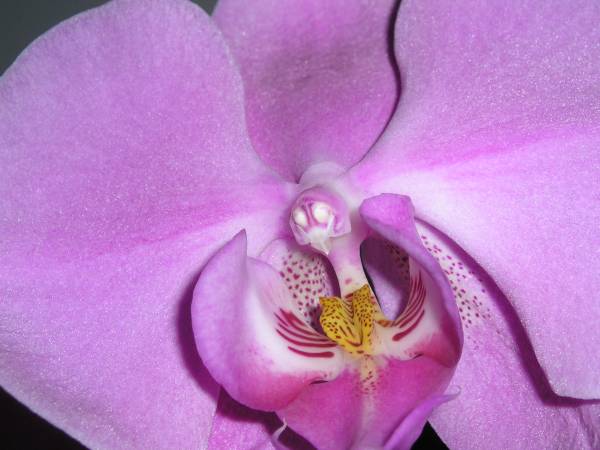 flora292.jpg
