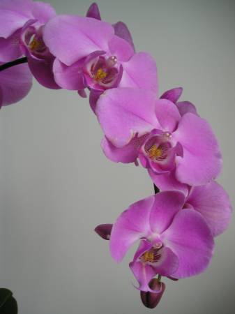 flora293.jpg