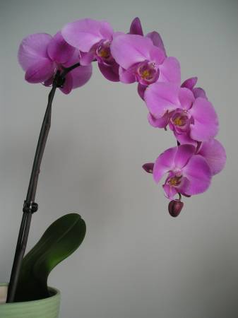 flora294.jpg