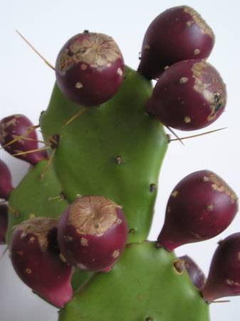 flora297.jpg