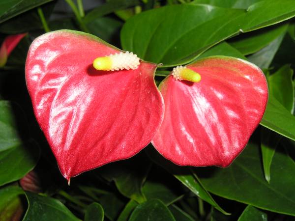 flora298.jpg