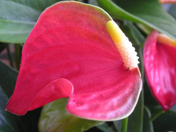 flora299.jpg