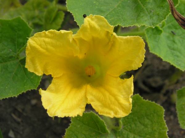 flora30.jpg