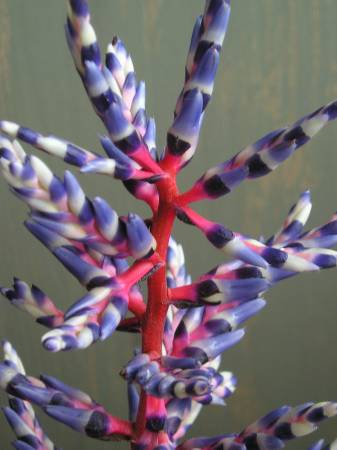 flora300.jpg