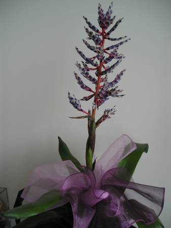 flora301.jpg