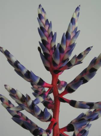 flora302.jpg