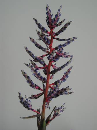 flora303.jpg