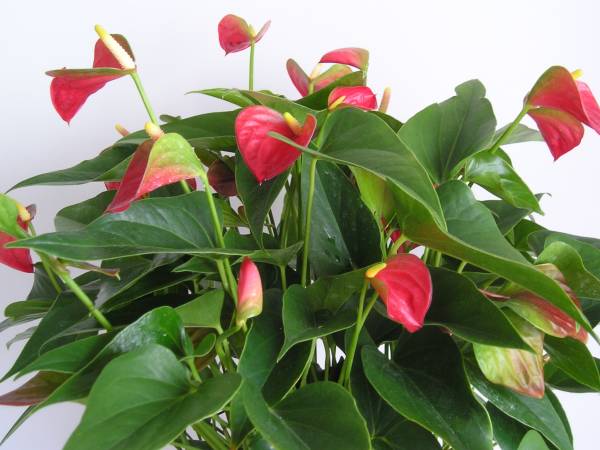 flora304.jpg