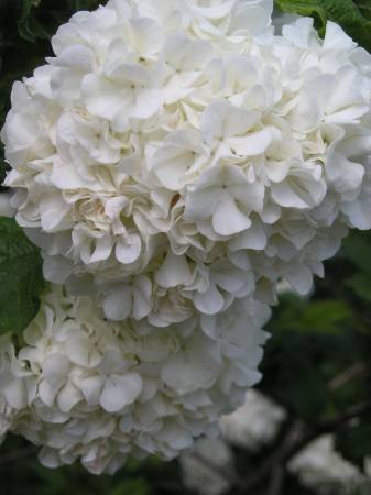 flora305.jpg