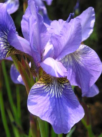 flora306.jpg