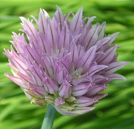 flora307.jpg