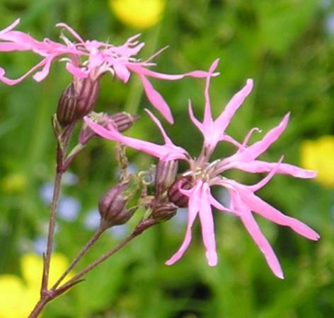 flora311.jpg