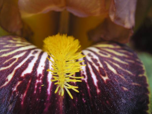 flora313.jpg