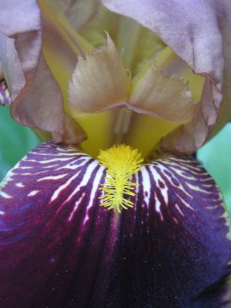 flora314.jpg