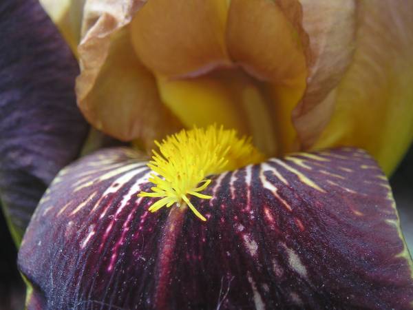 flora315.jpg
