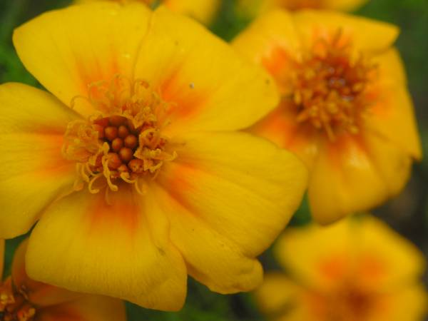 flora316.jpg