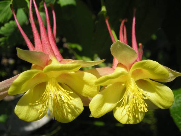 flora318.jpg
