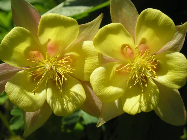 flora319.jpg