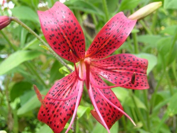 flora32.jpg