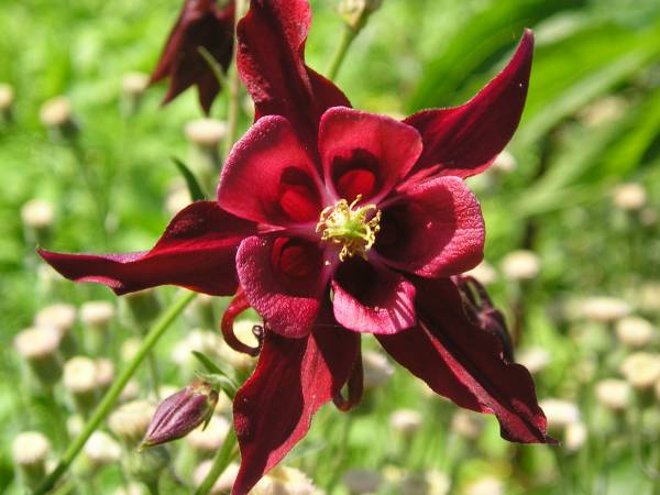 flora320.jpg