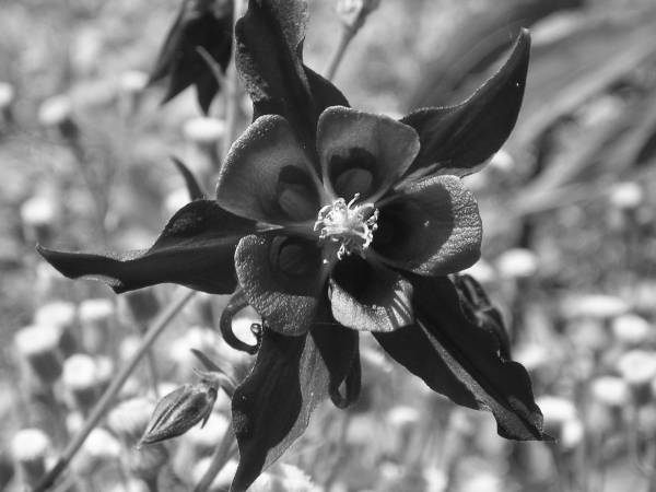 flora321.jpg