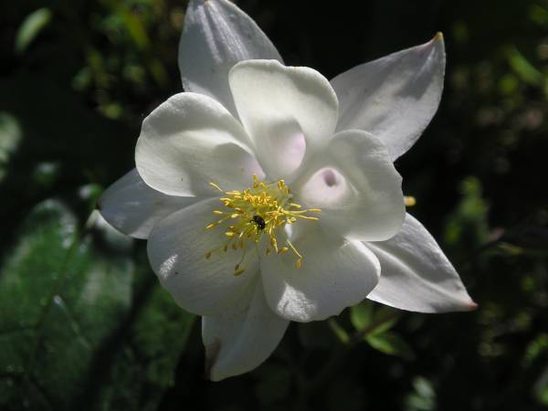 flora323.jpg