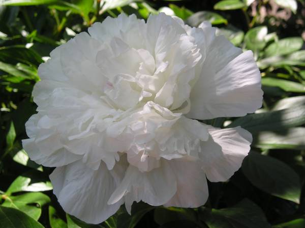 flora324.jpg