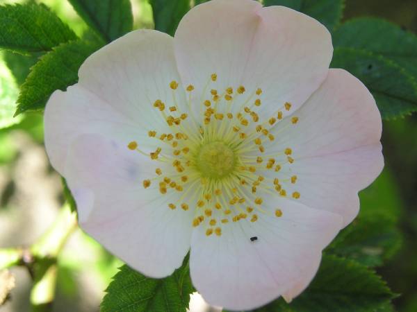 flora325.jpg