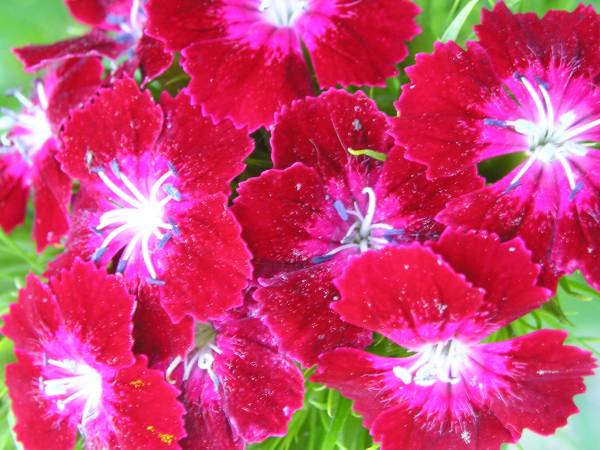 flora326.jpg