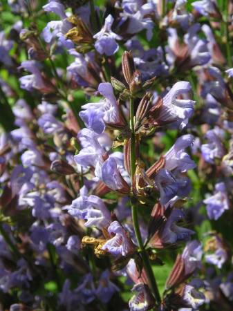flora327.jpg
