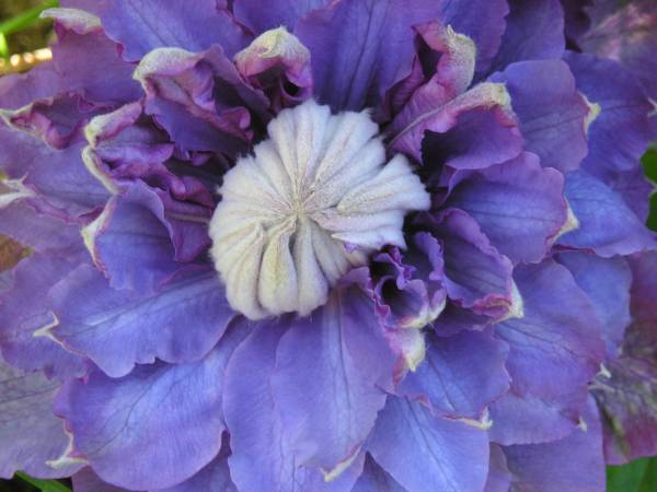 flora328.jpg