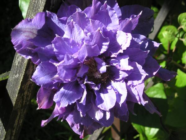 flora329.jpg