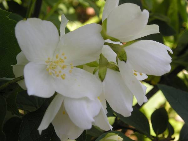 flora331.jpg