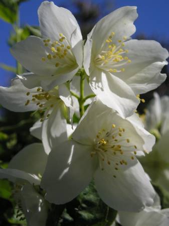 flora332.jpg
