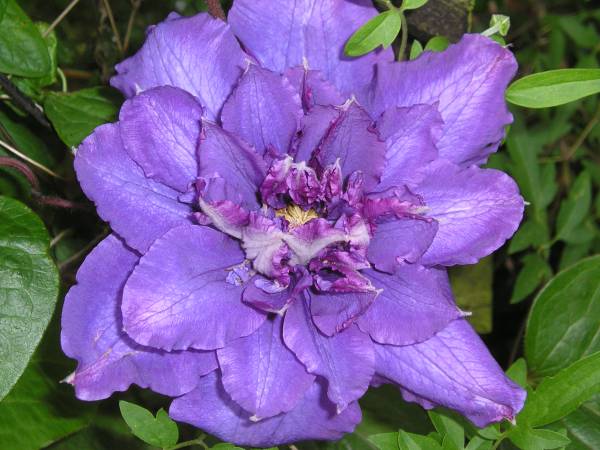 flora334.jpg