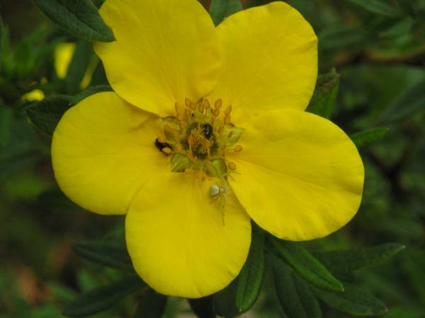flora336.jpg