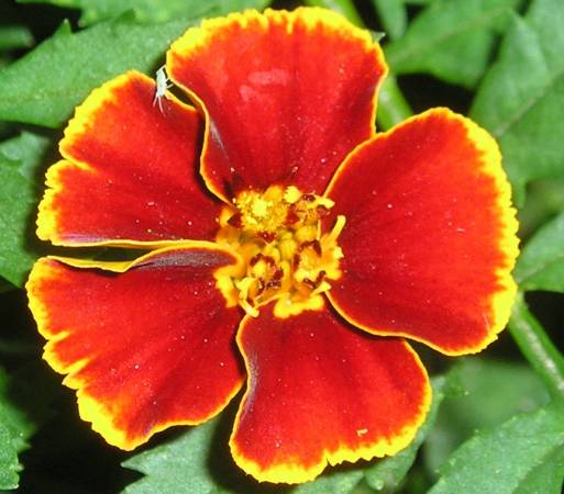 flora337.jpg