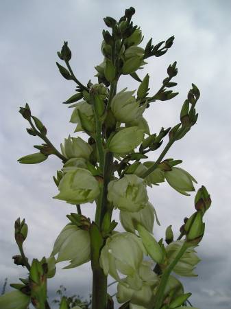 flora339.jpg