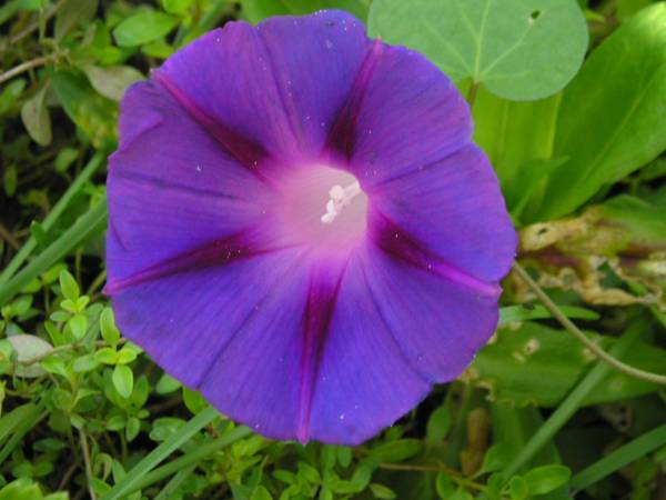 flora34.jpg
