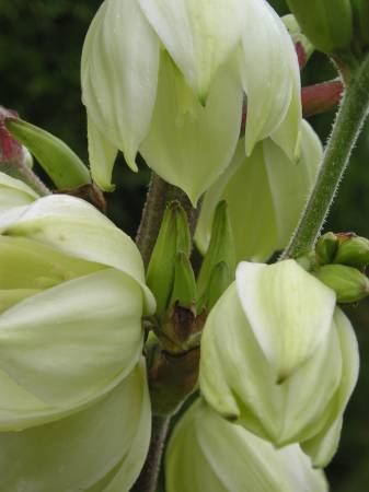 flora341.jpg