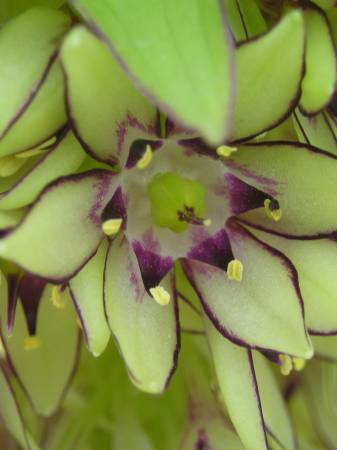 flora342.jpg