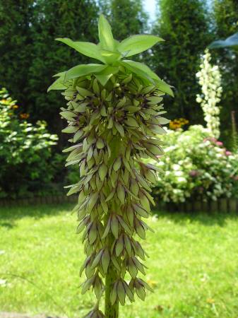 flora343.jpg